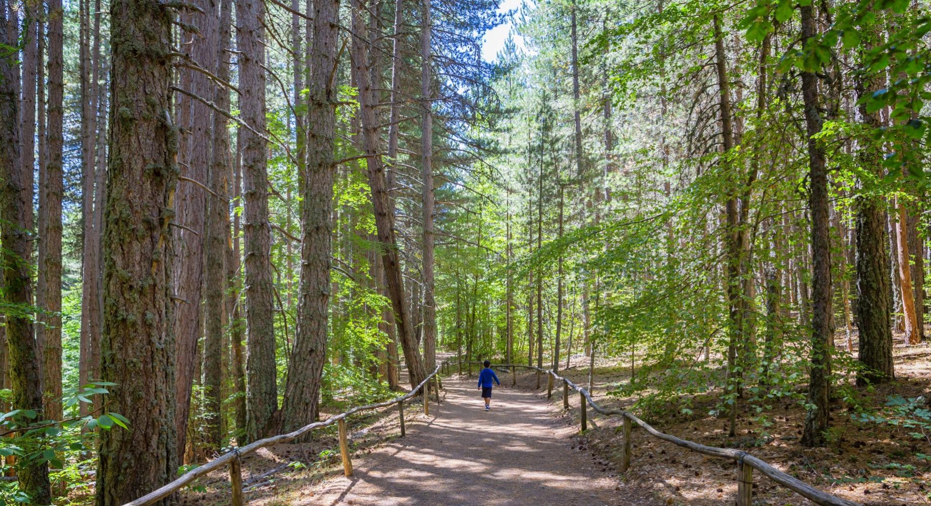 Sentiero nel bosco con una persona che cammina tra gli alberi alti.