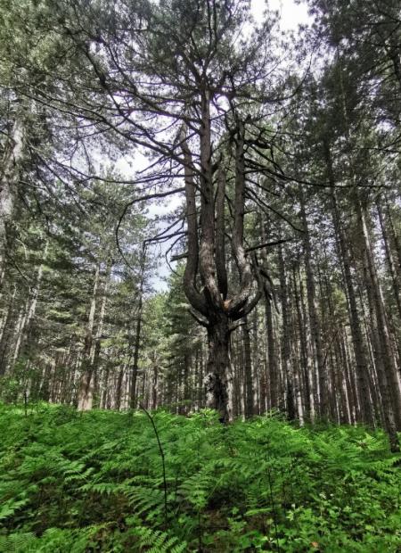 Foresta di pini con felci, albero centrale con rami contorti.