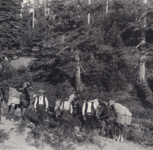 Gruppo di persone con muli in una foresta, scena storica in bianco e nero.